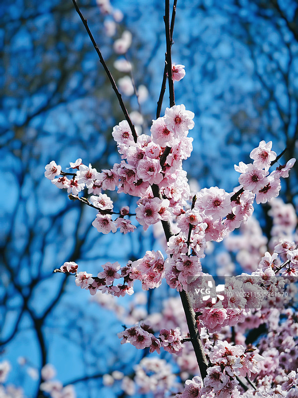 盛开的美人梅图片素材