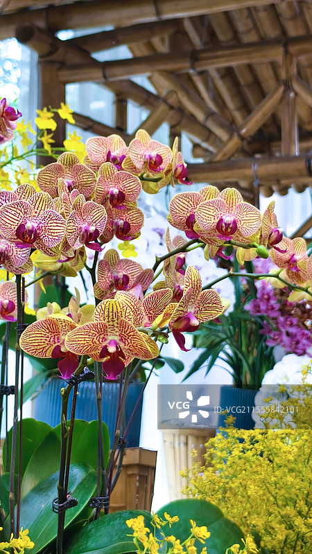 黄粉色蝴蝶兰图片素材