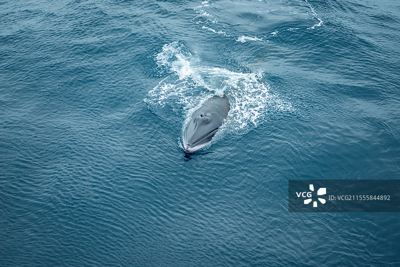 普里兹湾的南极小须鲸图片素材