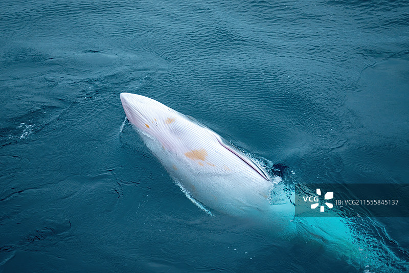 普里兹湾的南极小须鲸图片素材