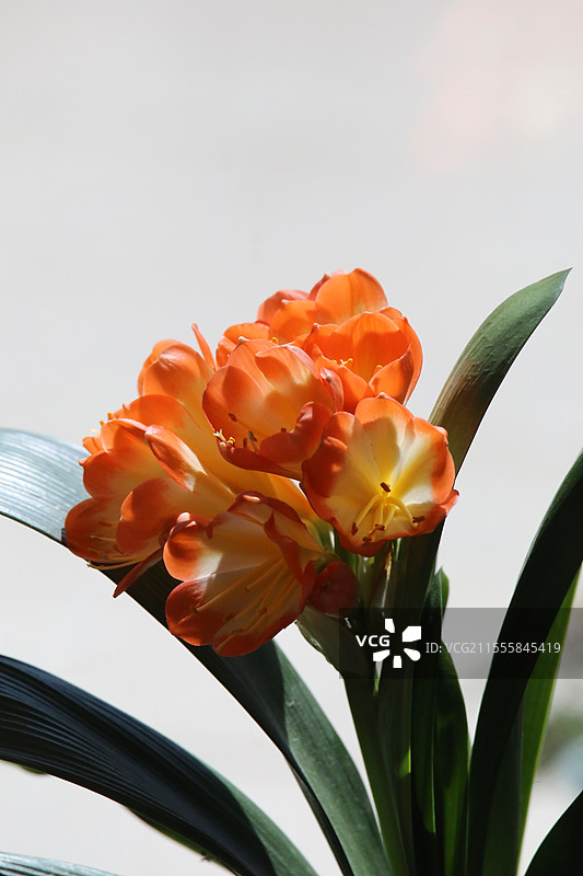 （夹箭）君子兰图片素材