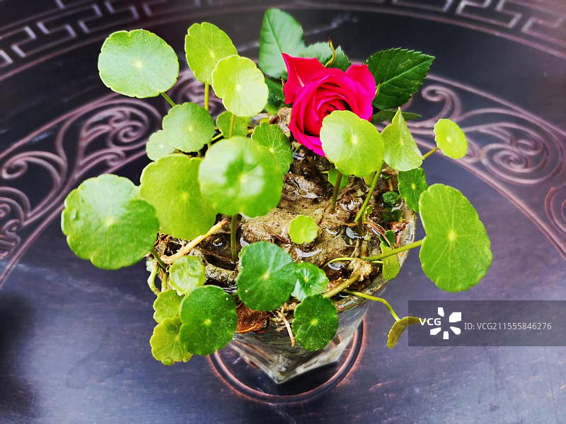 南美天胡荽与月季花的装饰品图片素材