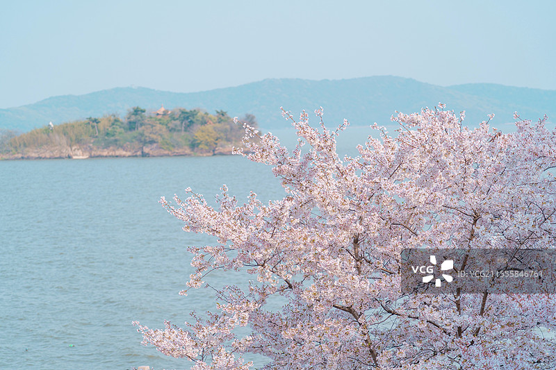 无锡鼋头渚樱花图片素材