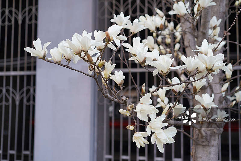 京通快速辅路四惠东小树林的白玉兰盛开图片素材