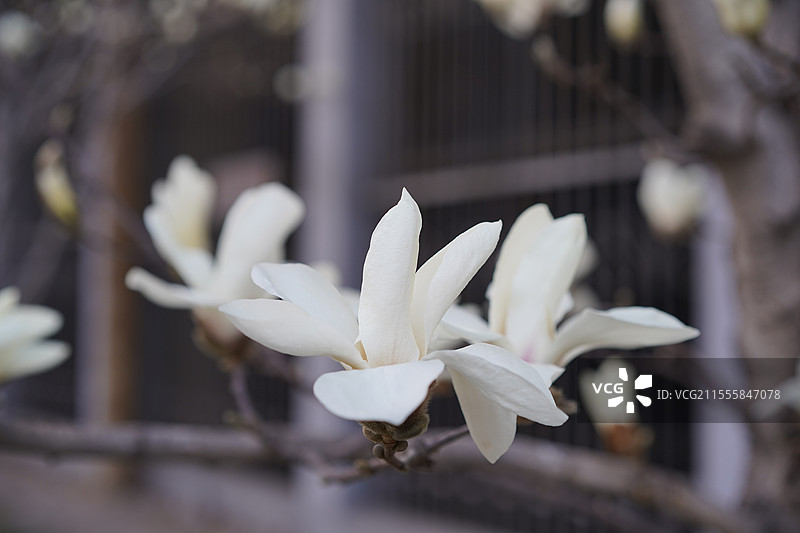 京通快速辅路四惠东小树林的白玉兰盛开图片素材