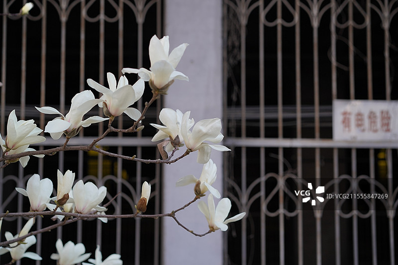 京通快速辅路四惠东小树林的白玉兰盛开图片素材