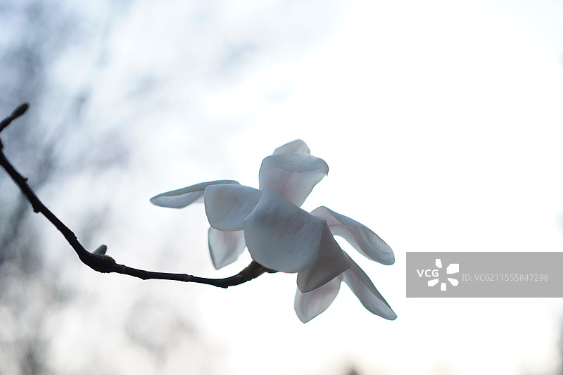 京通快速辅路四惠东小树林的白玉兰盛开图片素材