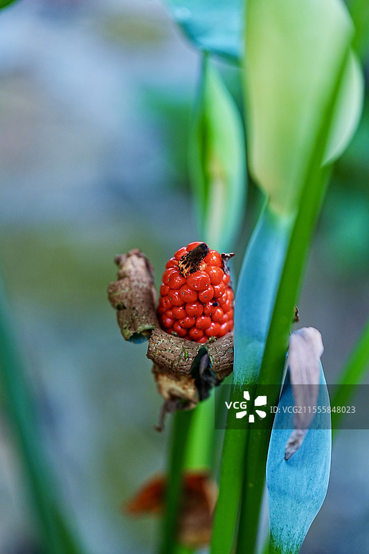 海芋果实 植物果实 香蒡 滴水观音果实 滴水莲 佛手莲果实 香棒 滴水观音 海芋图片素材