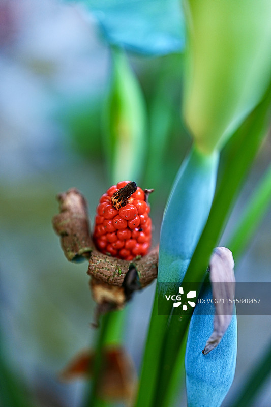 海芋果实 植物果实 香蒡 滴水观音果实 滴水莲 佛手莲果实 香棒 滴水观音 海芋图片素材
