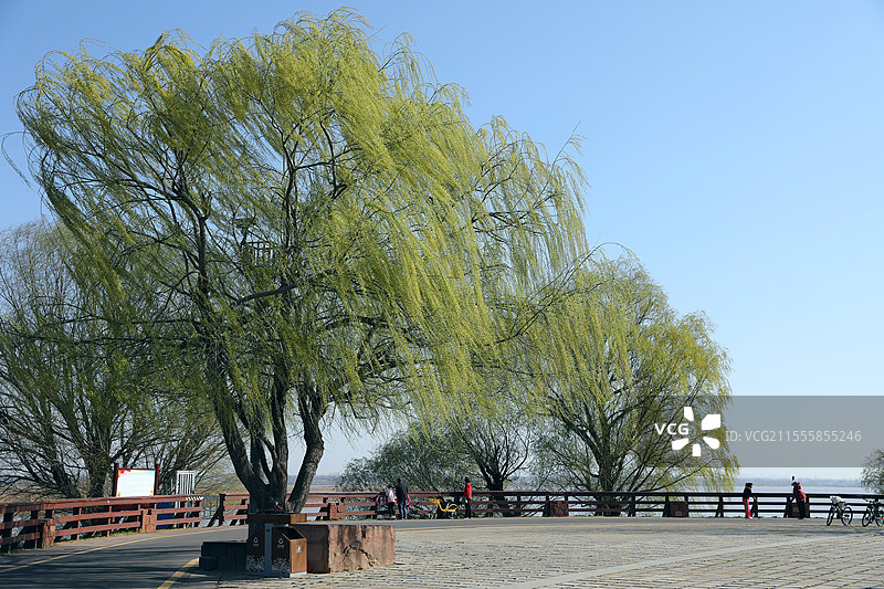 郑州南裹头黄河的春天图片素材