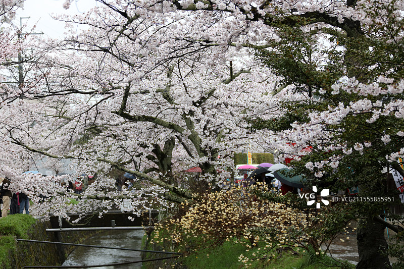 雨天的樱花 京都图片素材