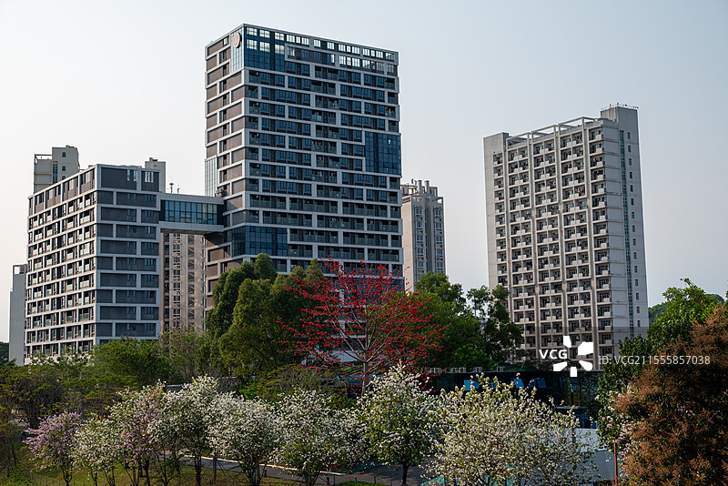 春天的深圳大学城-北大园区-大沙河生态长廊图片素材