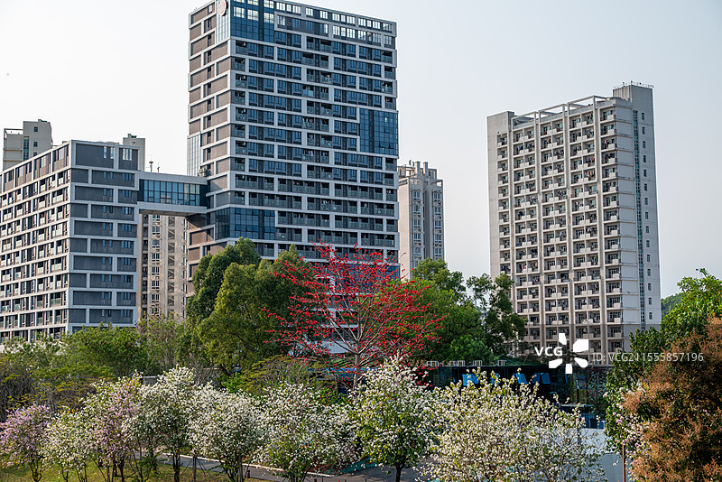 春天的深圳大学城-北大园区-大沙河生态长廊图片素材