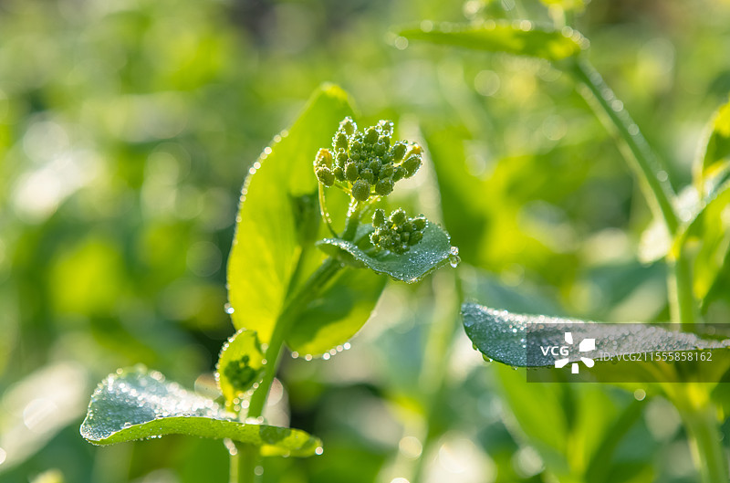 鲜嫩的菜薹，叶子上的水珠图片素材