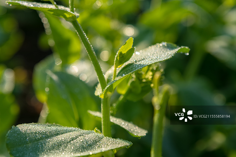 鲜嫩的菜薹，叶子上的水珠图片素材