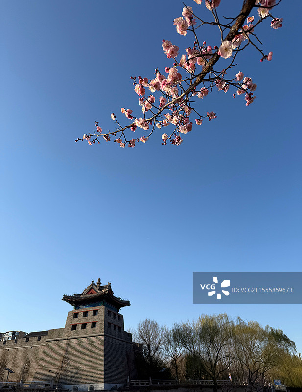 左安门角楼梅花图片素材