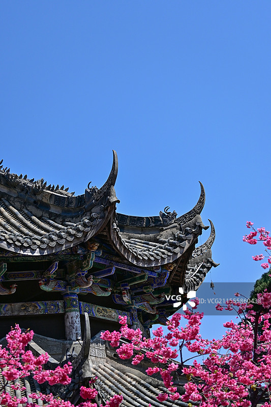 西昌邛海泸山景区光福寺盛开的樱花图片素材