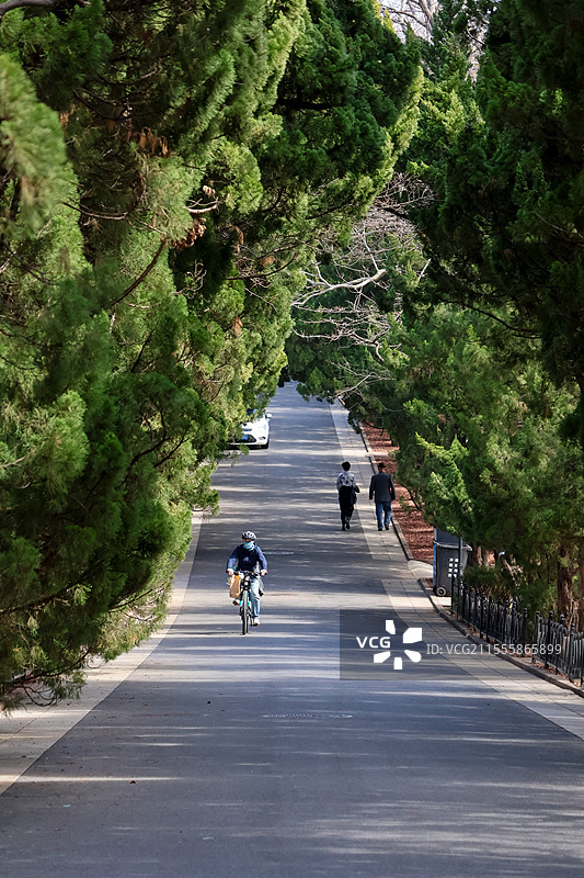 青岛 八大关 龙柏树  临淮关路图片素材