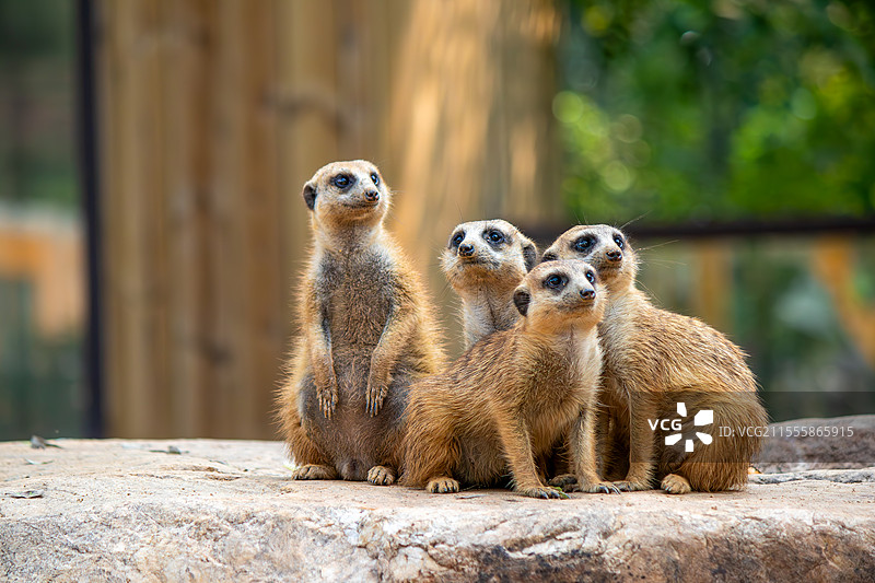 狐獴（猫鼬）图片素材