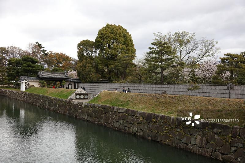 雨天的樱花 京都图片素材