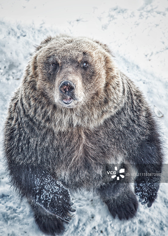 熊出没小心，霸气的黑熊，雪中的棕熊图片素材