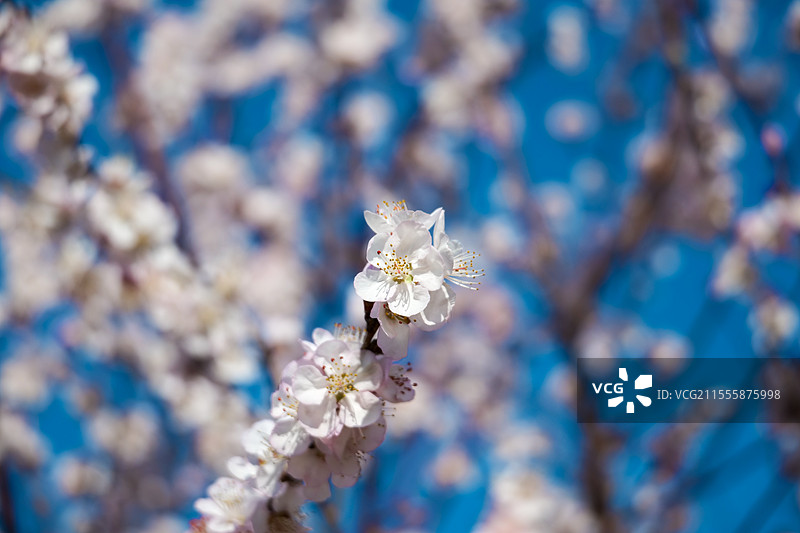 天津水西公园春季户外绽放的杏花桃花图片素材