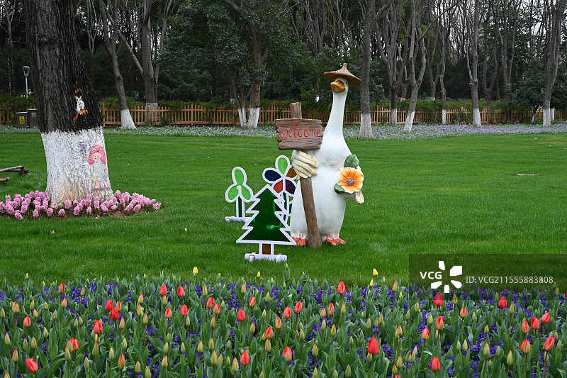 南京绿博园郁金香花图片素材