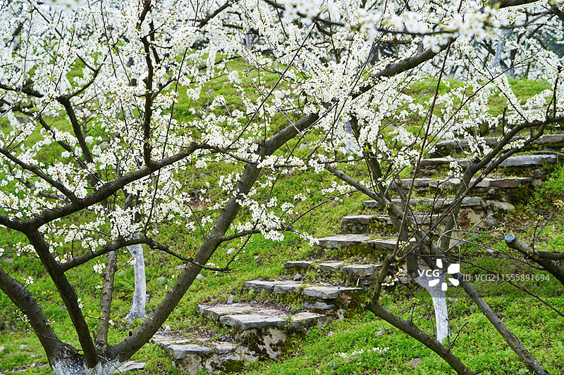 重庆北碚静观镇中华村李花盛开图片素材