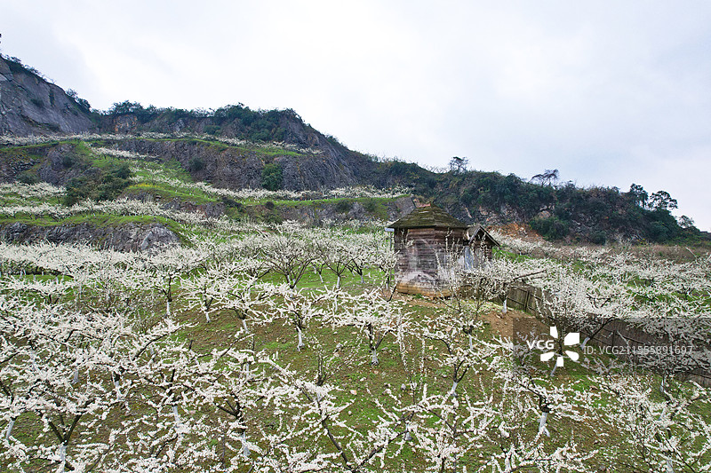 重庆北碚静观镇中华村李花盛开图片素材