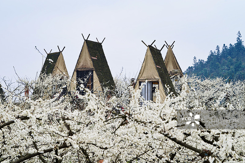 重庆北碚静观镇中华村李花盛开图片素材