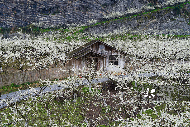 重庆北碚静观镇中华村李花盛开图片素材