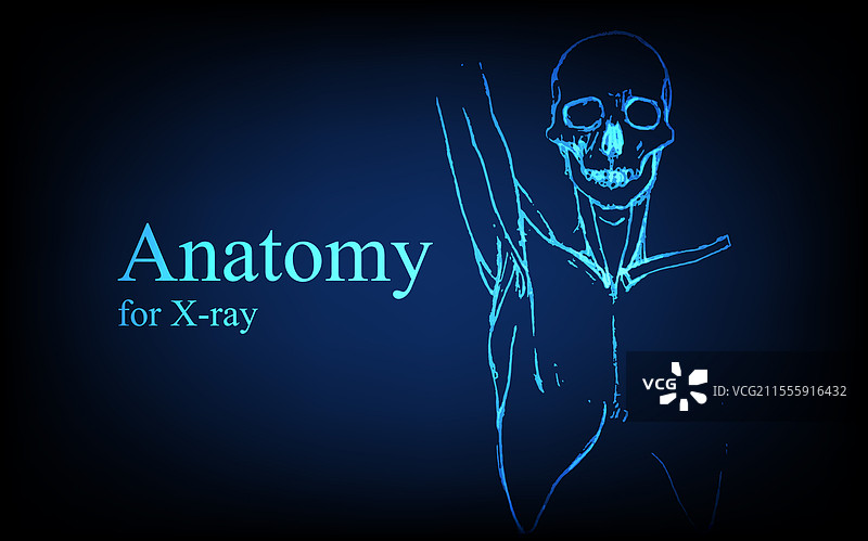 人类解剖学的X光前视图图片素材