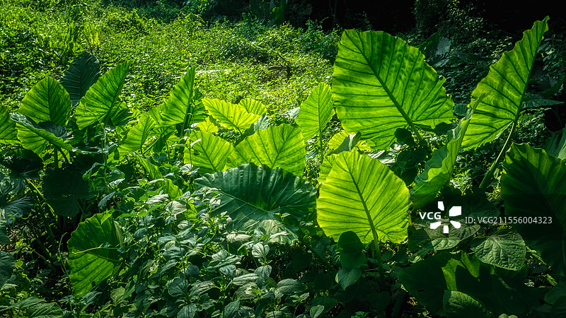 滴水观音图片素材