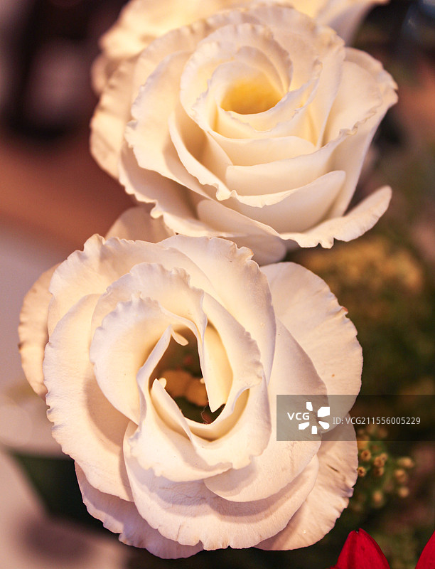 一对洁白的花朵 爱情婚姻的代表花图片素材