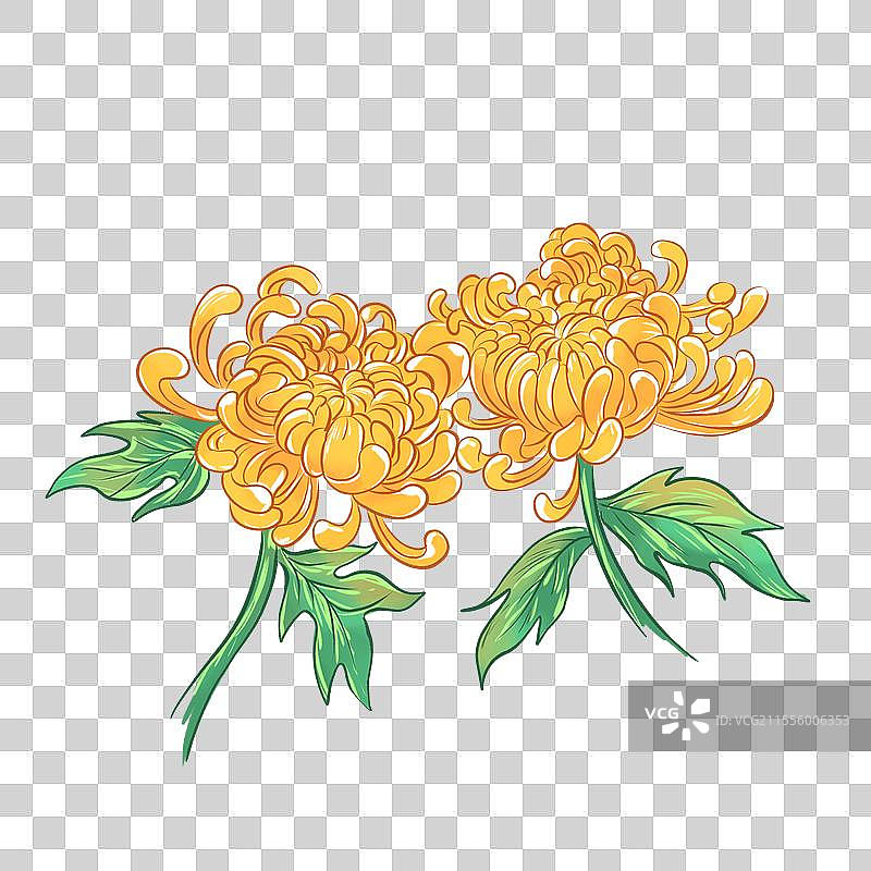 手绘植物菊花图片素材