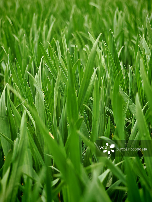 小麦 小草 绿色植物特写图片素材
