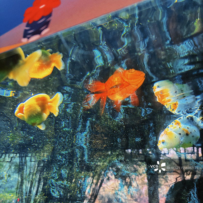 焉知鱼之乐图片素材