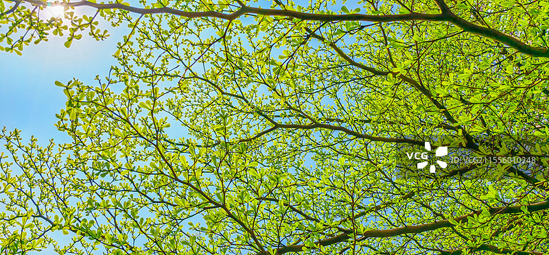 春天小叶榄仁长出绿意盎然的嫩绿色新叶图片素材