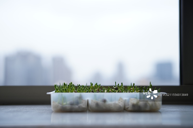 春天的新芽 豌豆苗图片素材