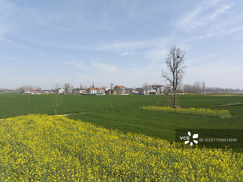 春天乡村农田油菜花田小麦田麦地农业自然风景田园风光图片素材