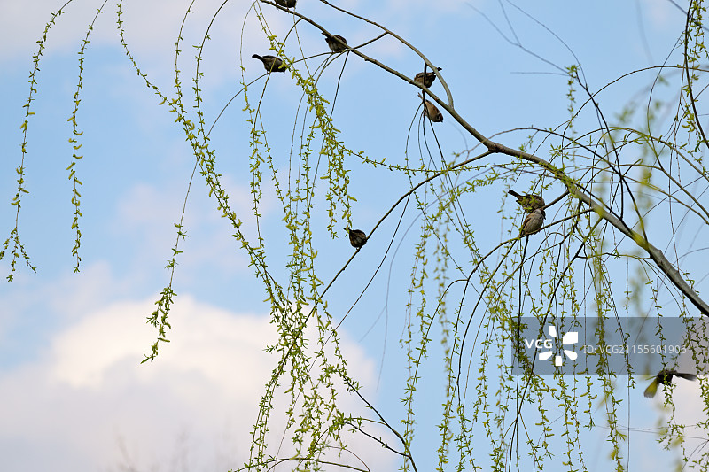 春日里柳枝上的嬉戏的麻雀，麻雀，柳树，生机，活泼，春天，上海大宁公园，2025年3月16日图片素材