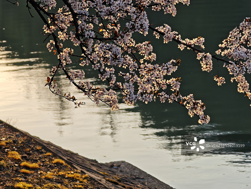 水面上太阳照射下逆光的紫叶李盛开图片素材