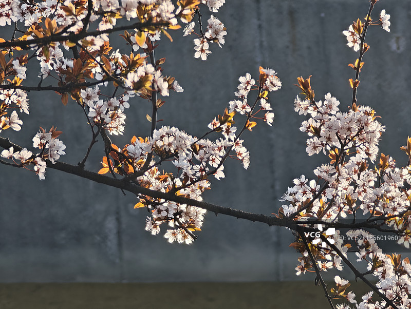 水面上太阳照射下逆光的紫叶李盛开图片素材