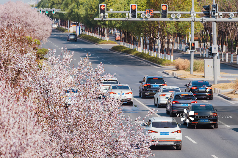 春天城市街道盛开花朵车流与红绿灯图片素材