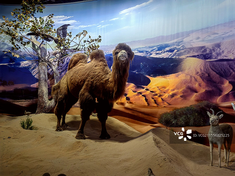 沙漠骆驼——拍摄于内蒙古博物院图片素材