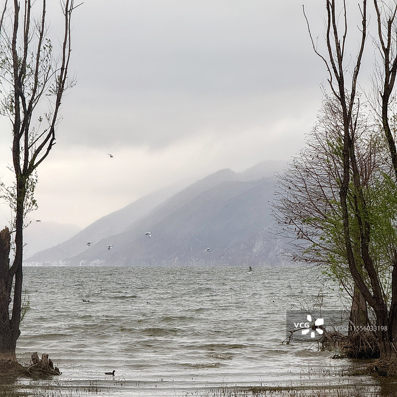 大理洱海生态廊道景观·阴天图片素材