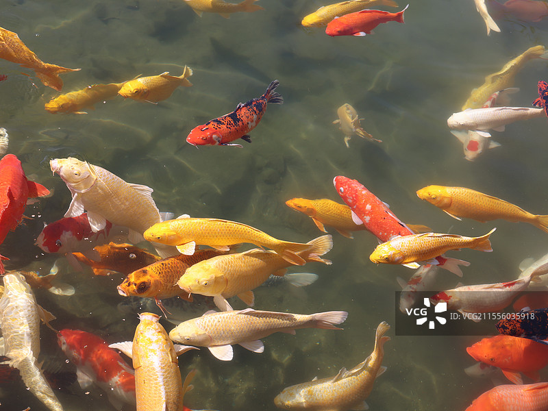 春日圆明园-鱼图片素材