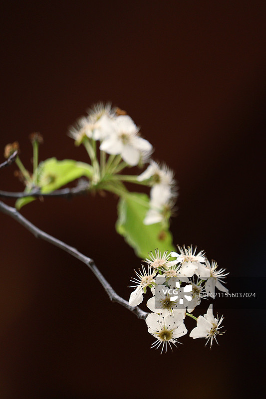凋零的梨花的特写镜头图片素材