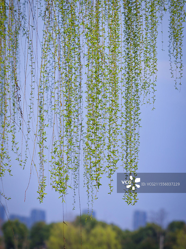 垂柳依依图片素材