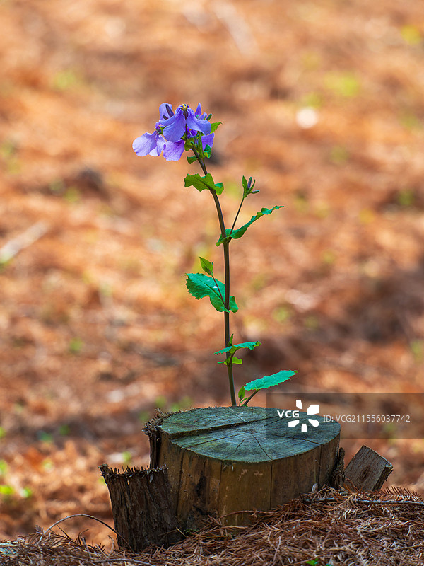 盛开的二月兰图片素材